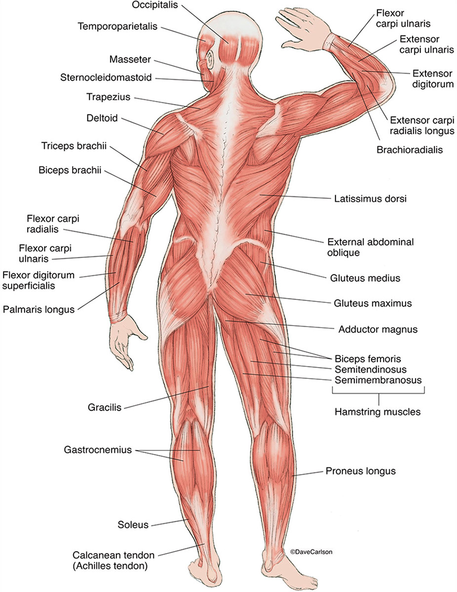 Superficial Muscles - Back View : Image License | Carlson ...