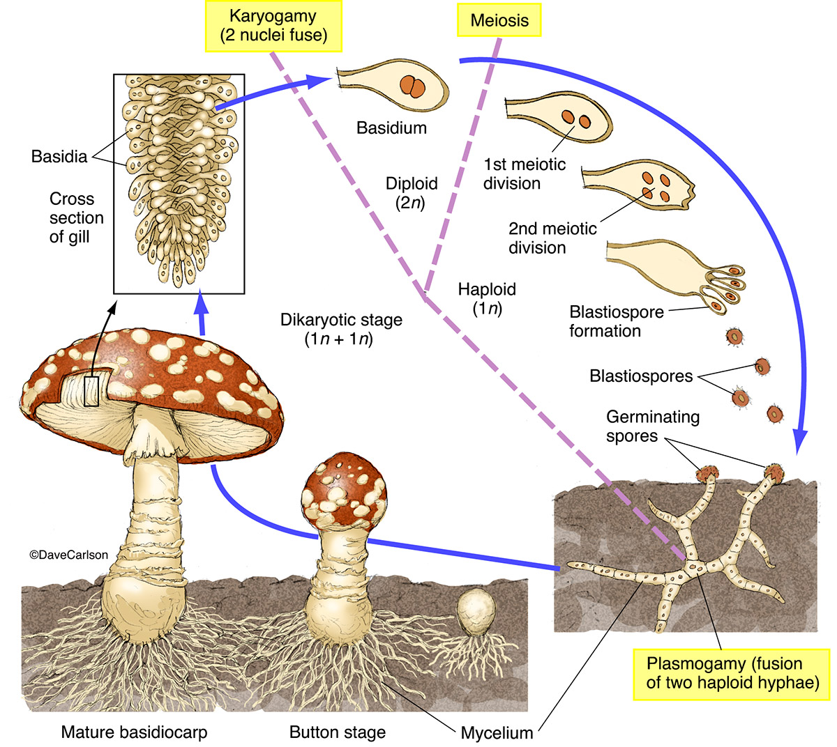 Life Cycle Of Fungi Diagram 