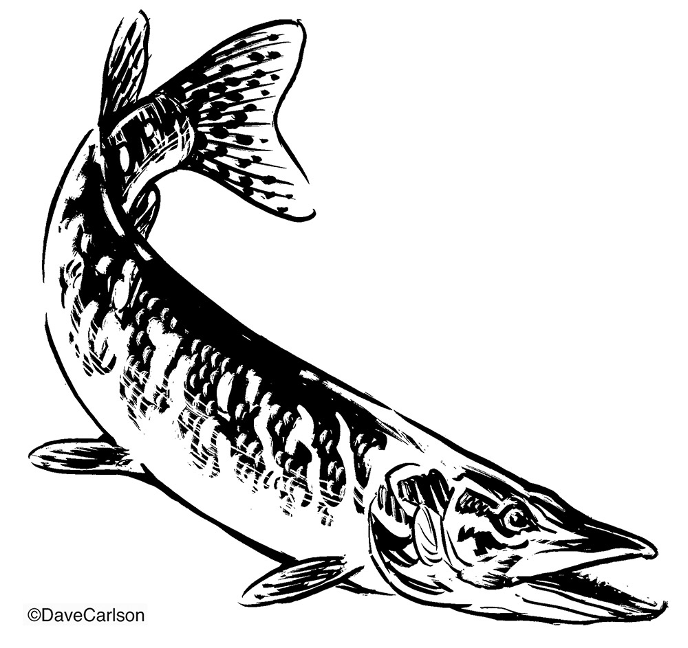 B&W ink drawing of a muskelunge (or muskellunge) fish