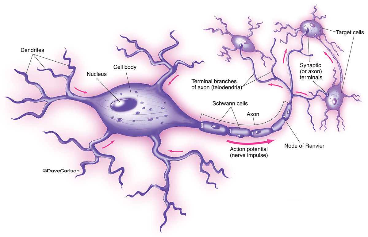 Illustration of the structure and function of a typical nerve cell (motor neuron)