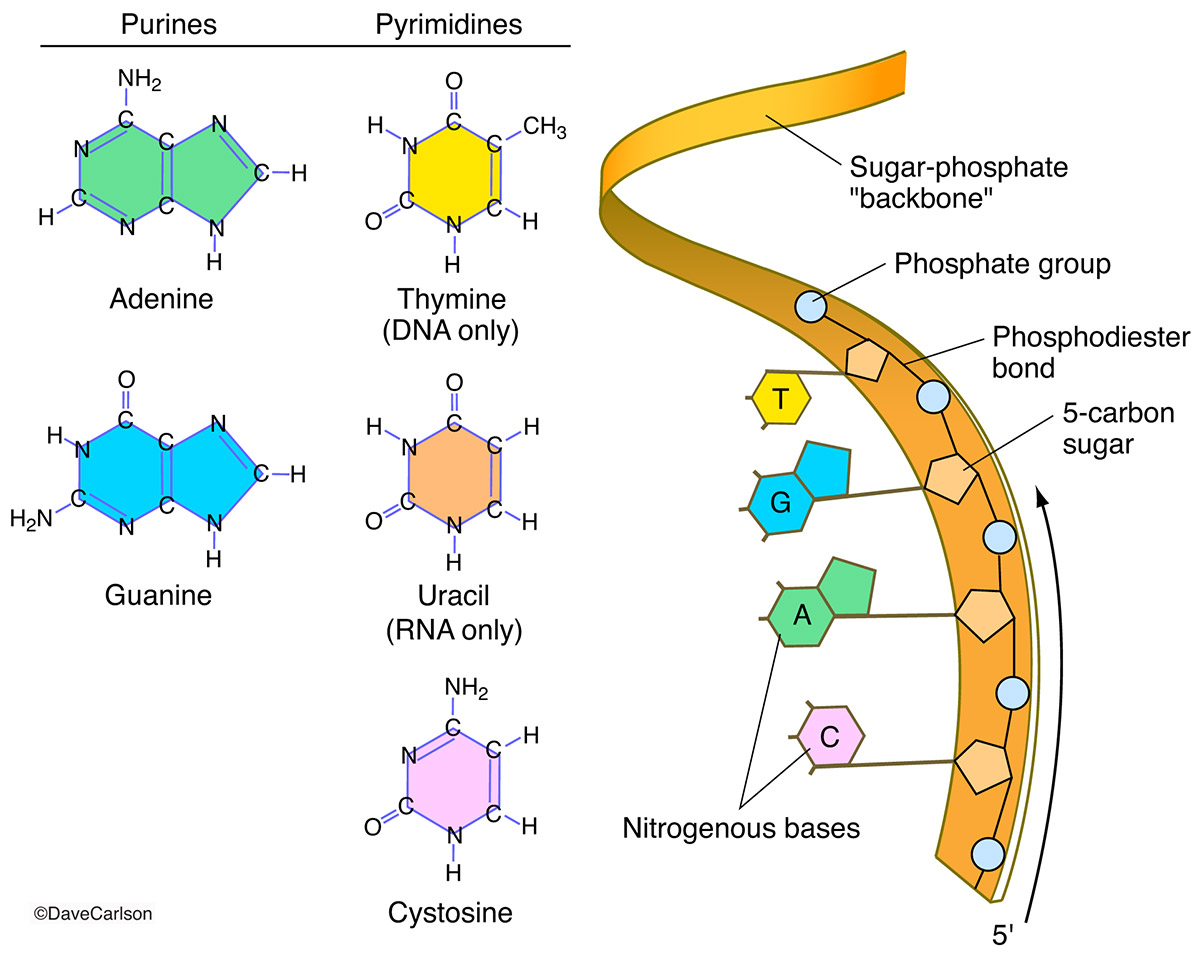 Illustration of the components and structure of nucleic acid.