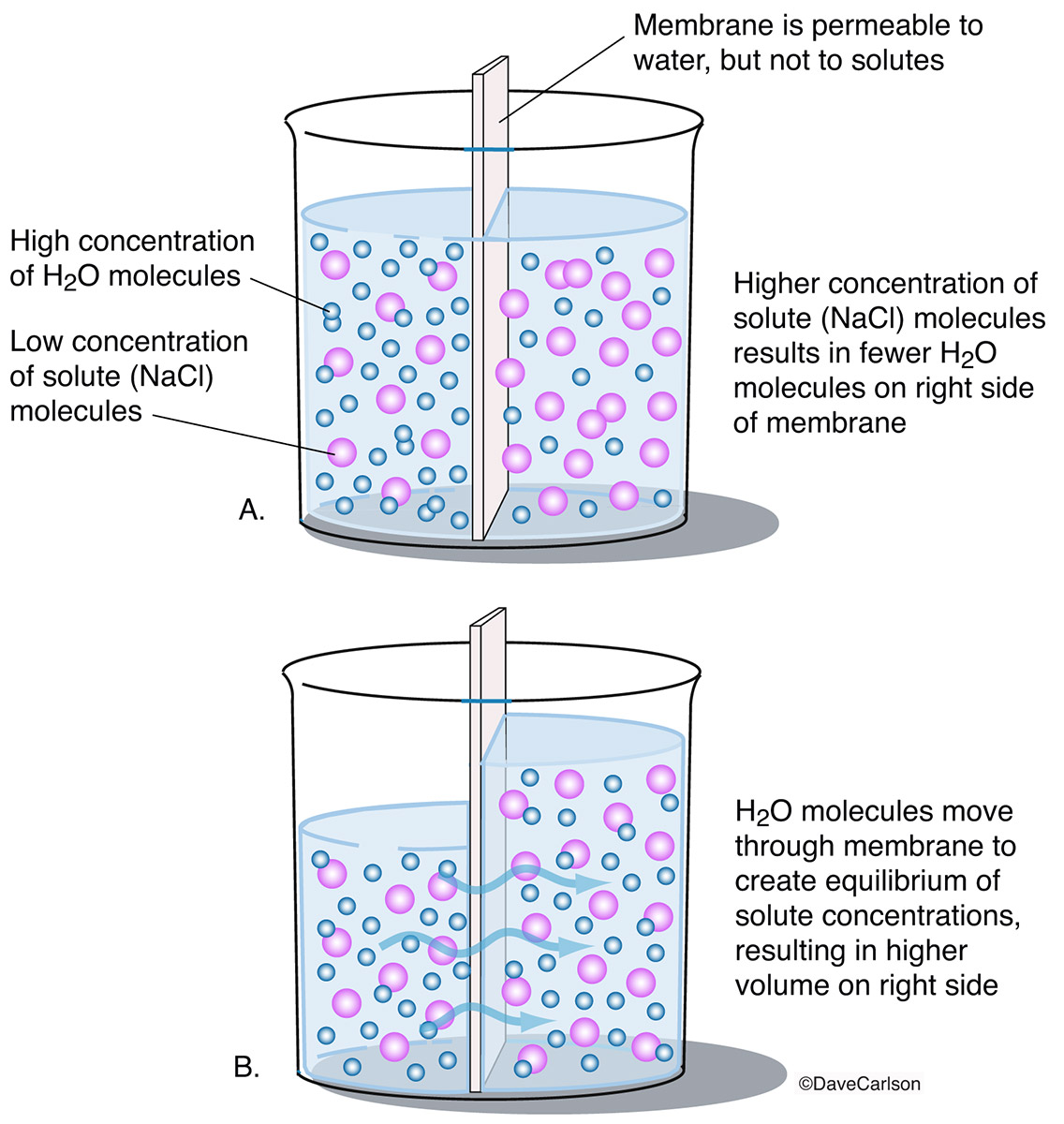 Illustration of osmosis, or osmotic pressure, by which higher concentrations of molecules of a solvent (water) can pass through...