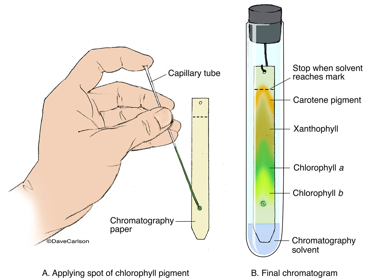 Chromatography is used to separate mixtures of substances into their components.&nbsp; Old style paper chromatography is primarily...