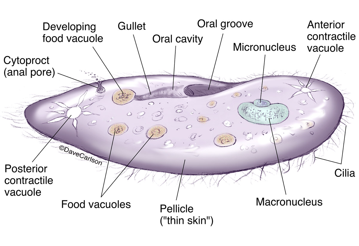 Illustration of the structure of a unicellular paramecium protozoan.