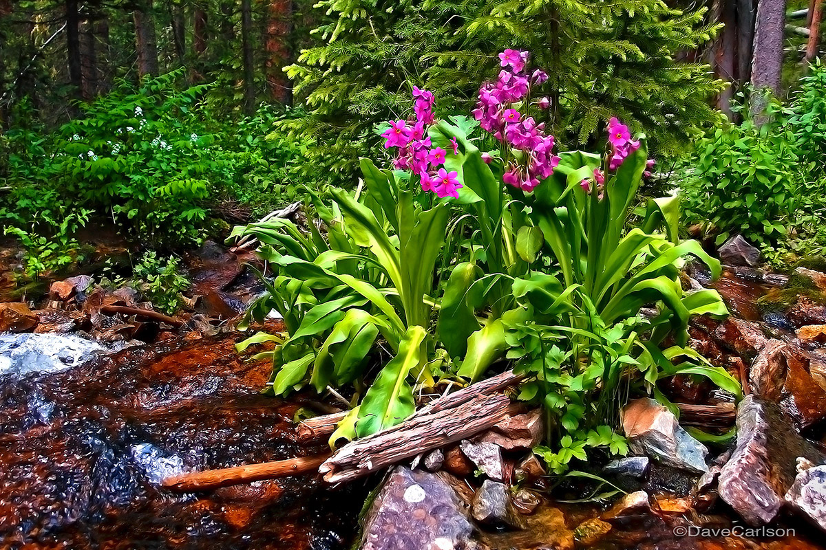 Parry Primrose (Primula parryi) on East Inlet Creek, Rocky Mountain National Park, Colorado