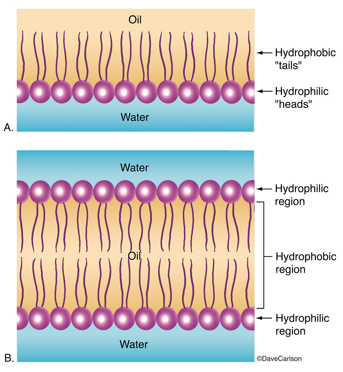 Phospholipid Layer And Bilayer Carlson Stock Art