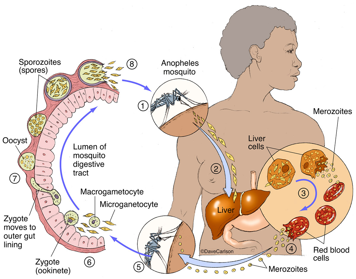 malaria mosquito life cycle