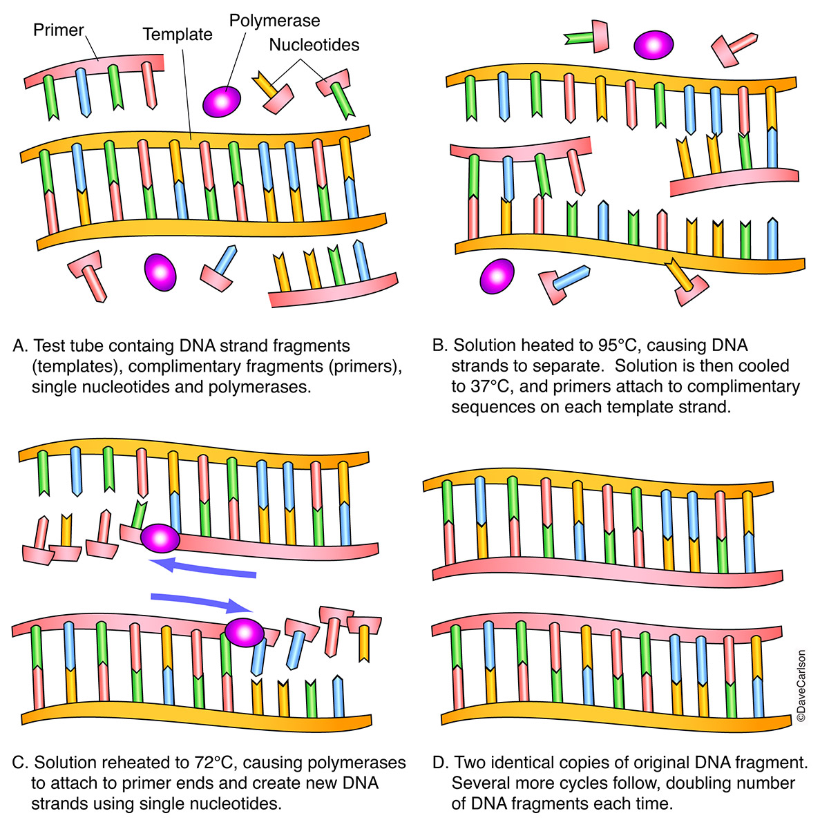 PCR is a technique used to make thousands or millions of copies of a single DNA segment, which are useful for such purposes as...