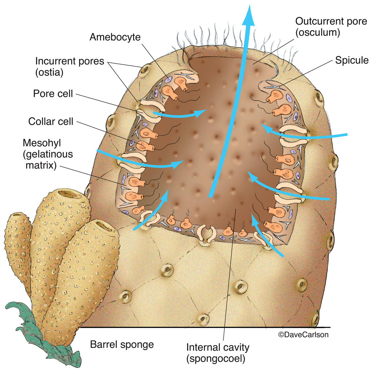 Illustration of the structure and anatomy of a typical sponge (barrel sponge, phylum porifera).