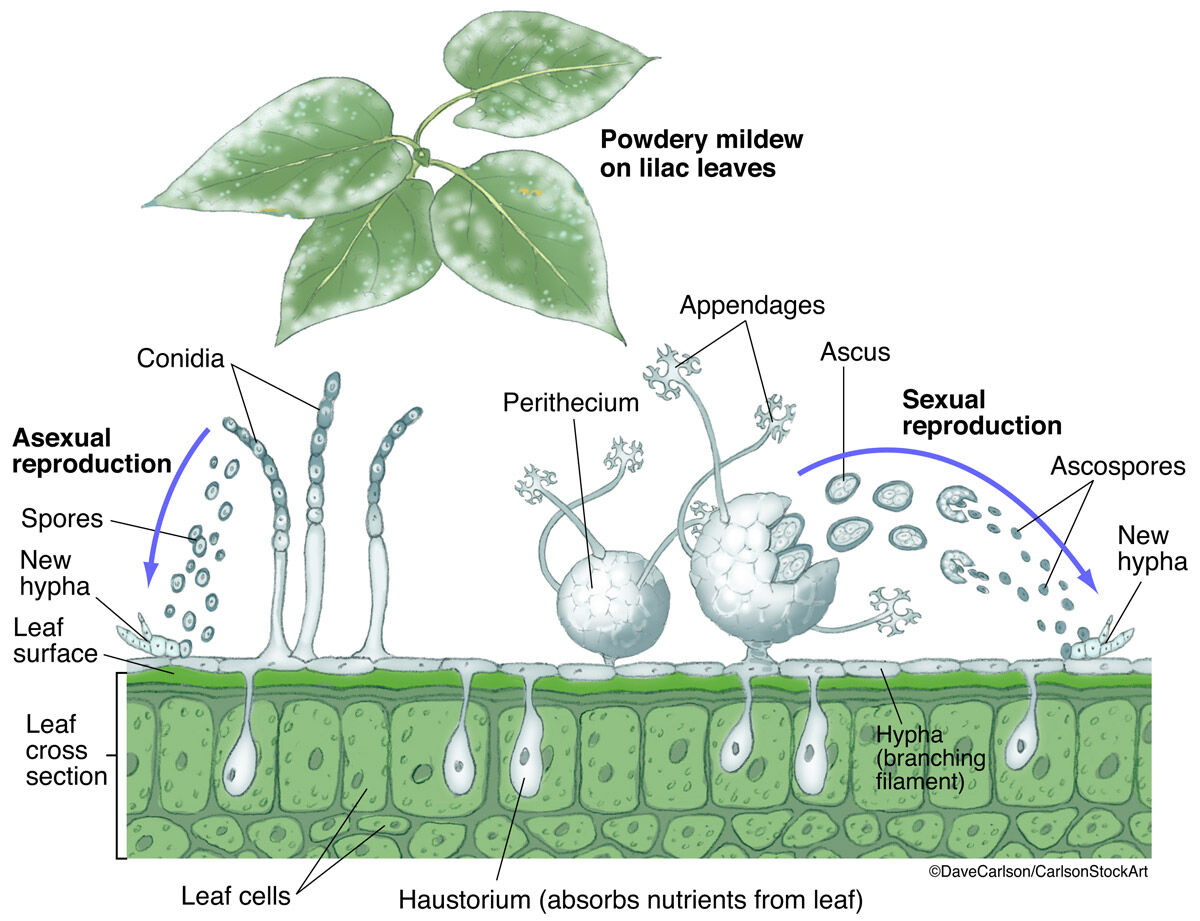 Illustration of powdery mildew, a fungal disease that affects a wide range of plants and is caused by many different species...