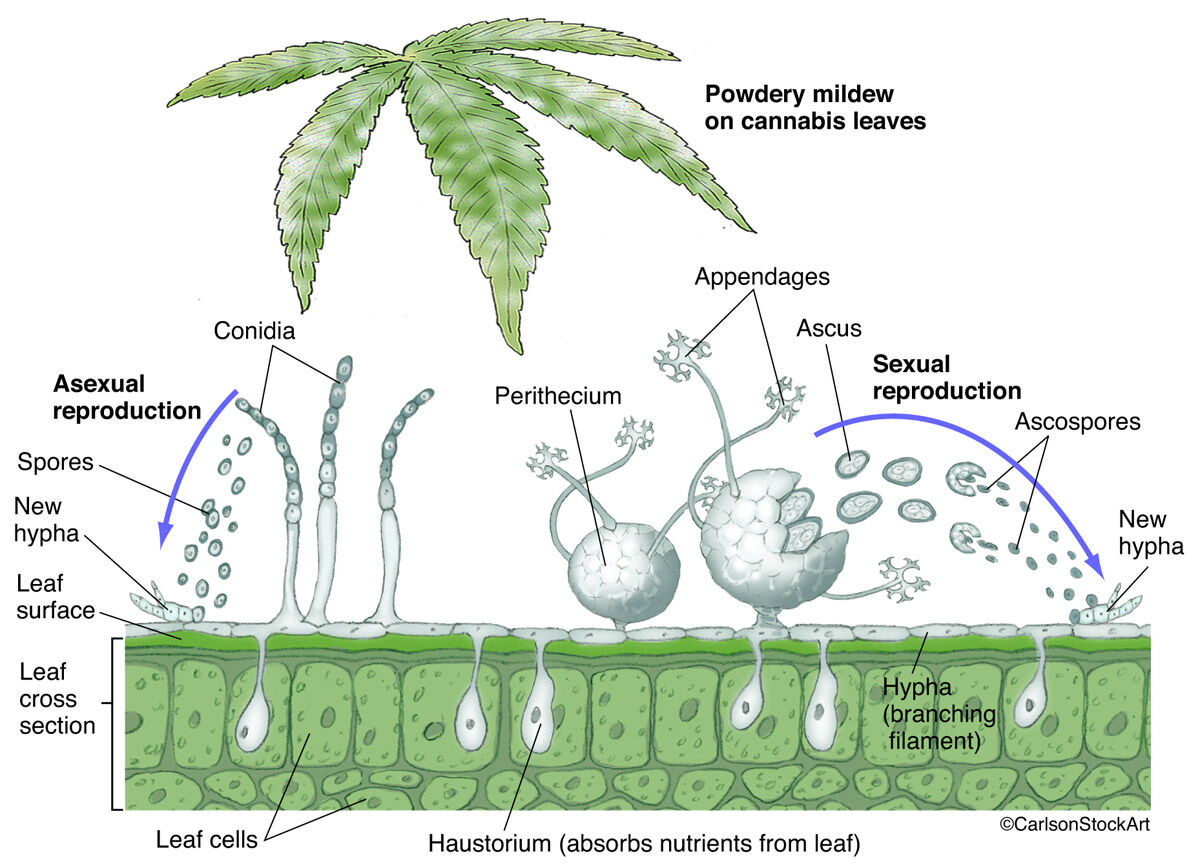 Illustration diagram of powdery mildew on cannabis leaves (macro & micro views)