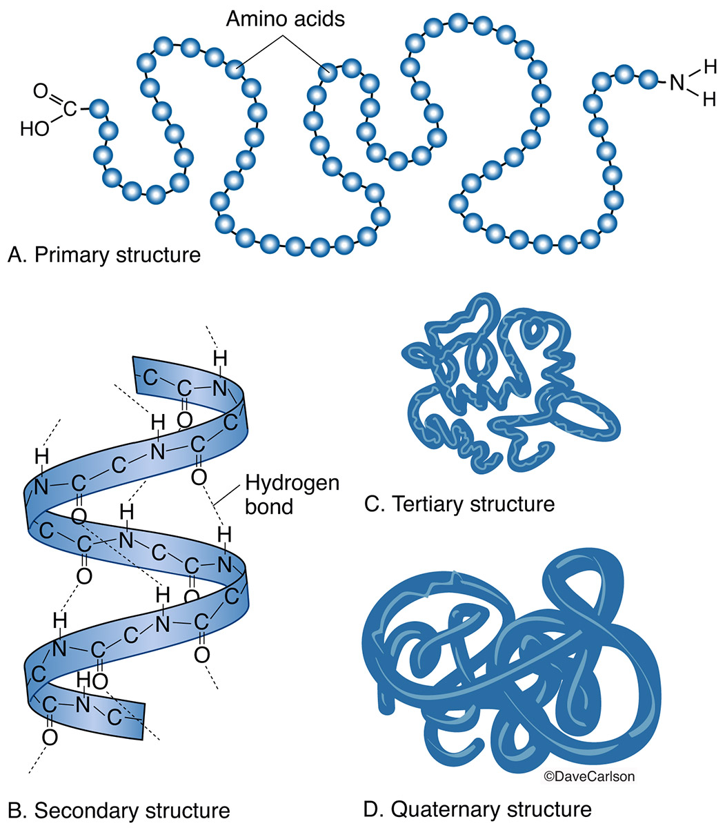 Illustration of the levels of molecular structure of a protein.