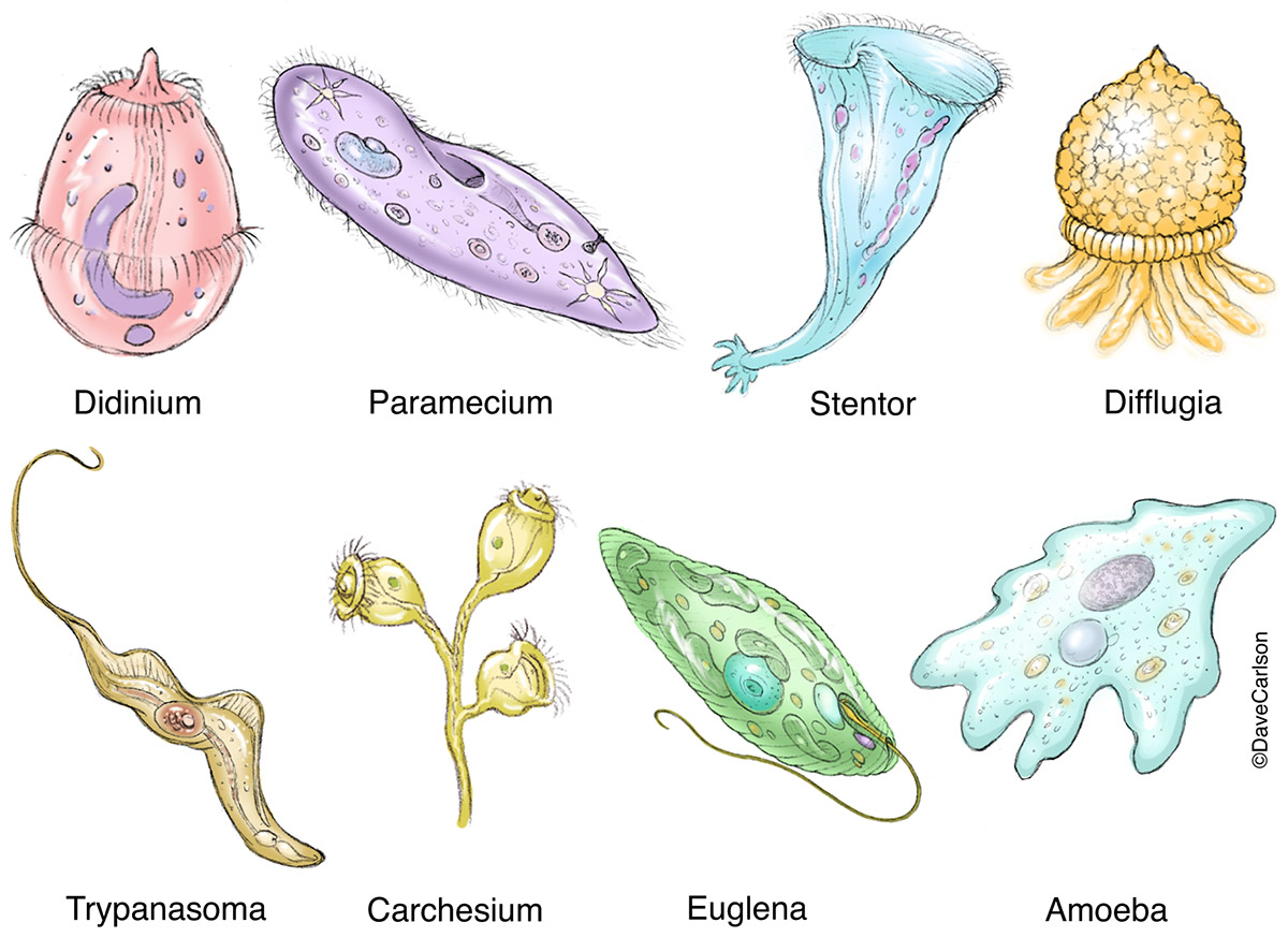 Diagram of protozoa diversity includes single-celled didinium, paramecium, stentor, difflugia, trypanasoma, carchesium, euglena and amoeba.