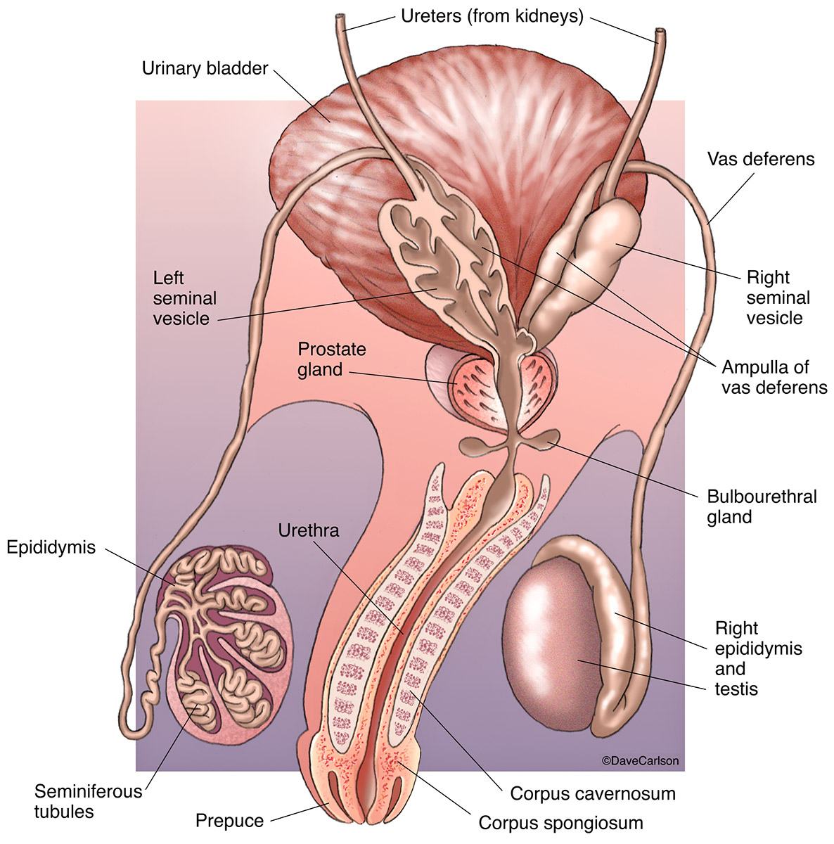 Illustration of the male reproductive organs as viewed from the back.