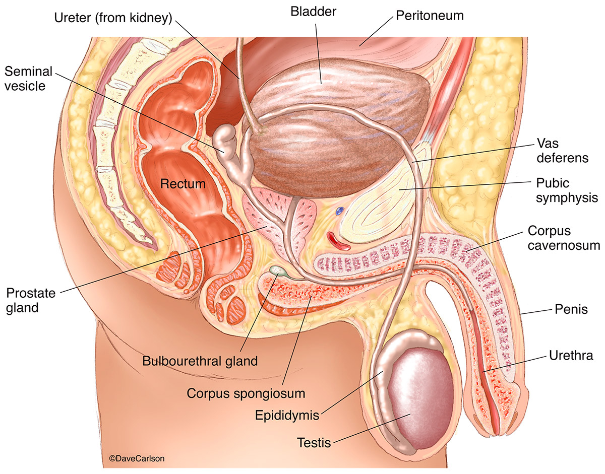 Illustration of the male urinary and genital organs and related structures.