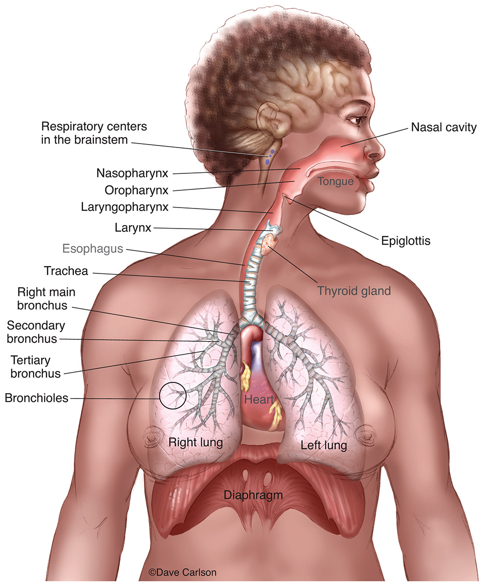 Illustration of the lungs and associated structures of respiration and breathing.