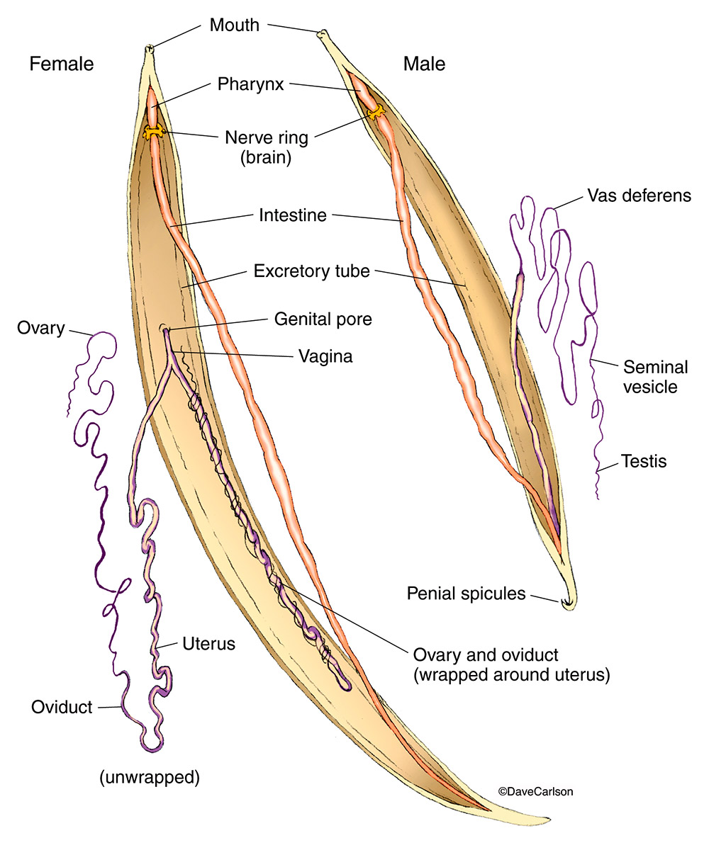 Illustration of male and female roundworms of the phylum nematoda.