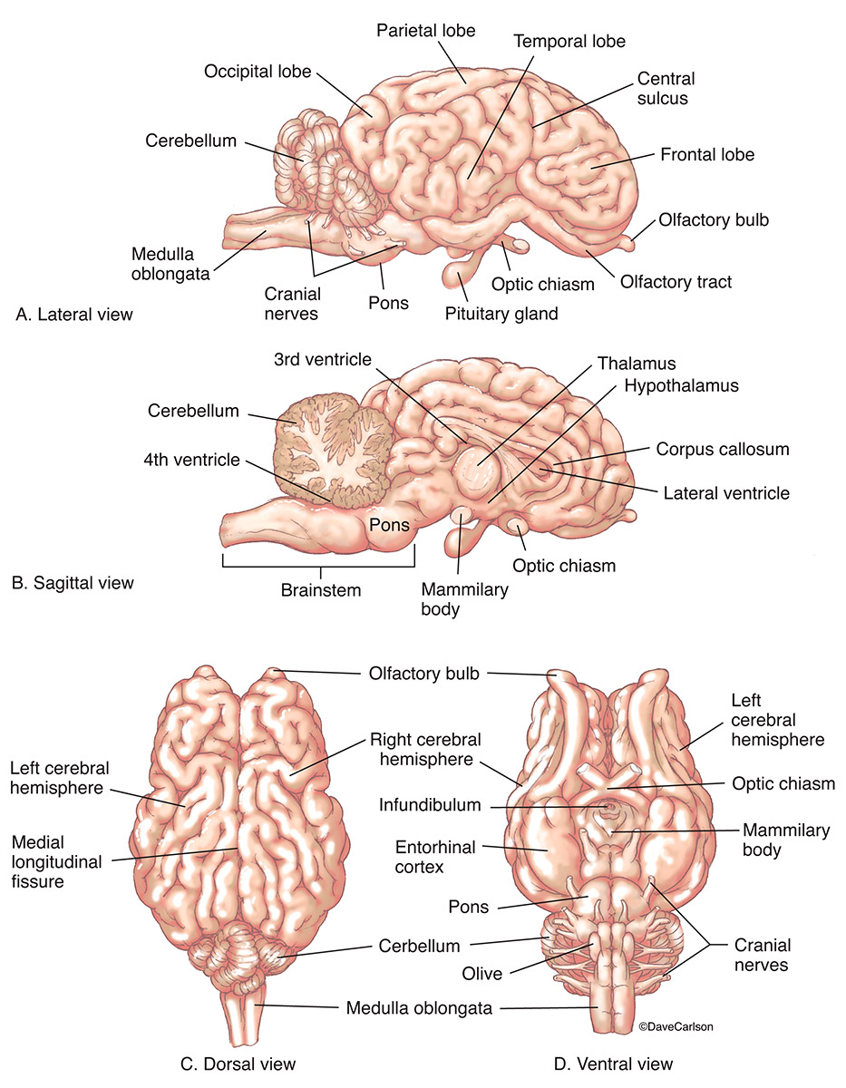 Illustration of four standard brain views of a representative large mammal.