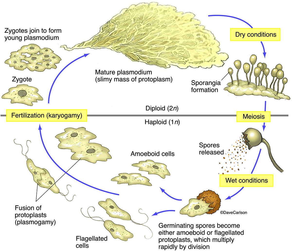 Diagram of a slime mold life cycle.