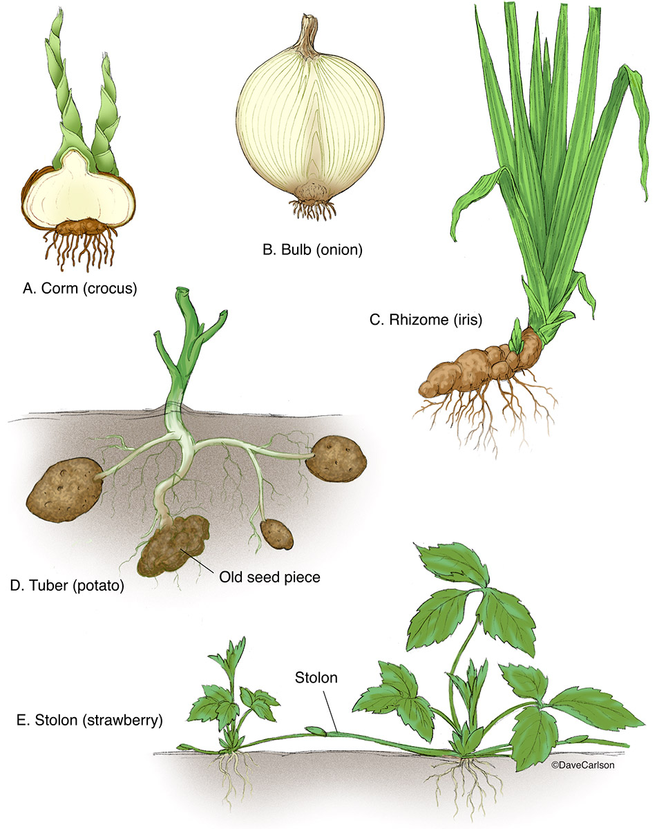 Illustration of specialized stems, which include a corm, bulb, rhizome, tuber, and stolon.