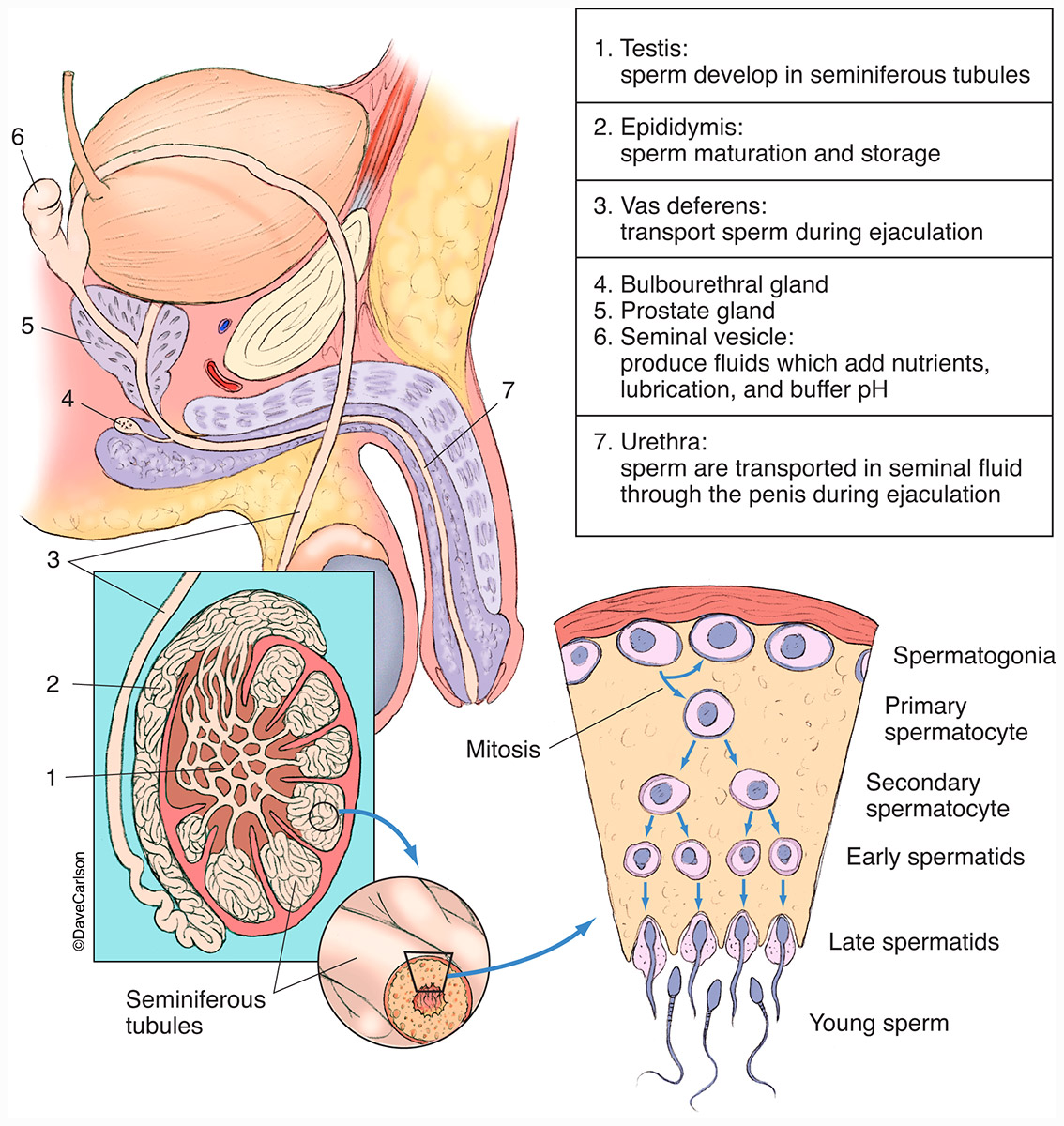 Illustration of sperm development, storage and ejaculation.