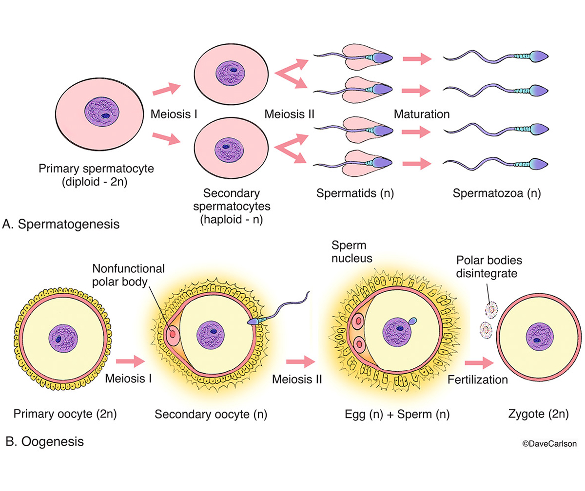 Spermatogenesis is the production of sperm cells from germ cells (primary spermocytes). Oogenesis is the combining of sperm and...