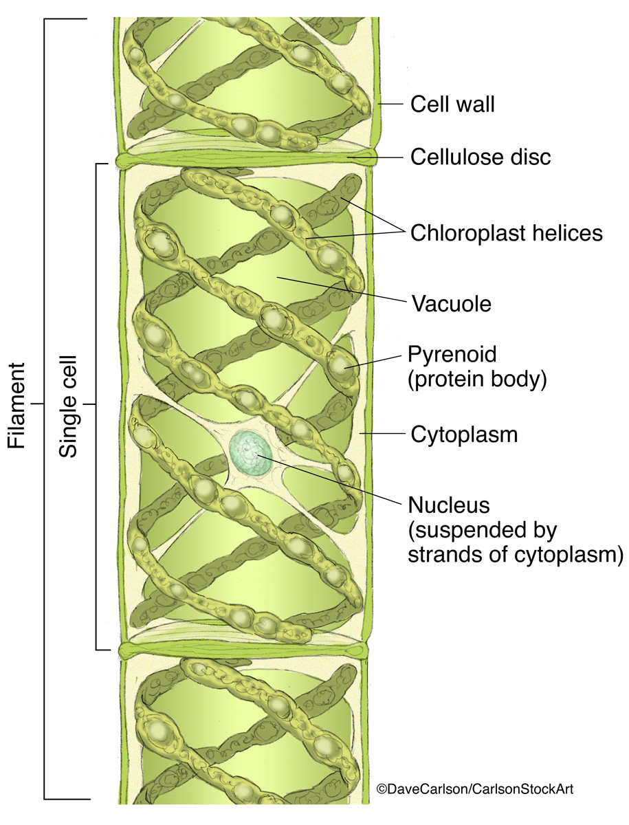 Illustration of a protist green algae also known as mermaid's tresses, water silk or blanket weed.