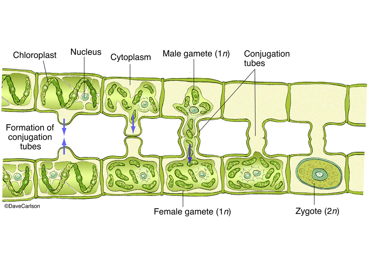 Spirogyra Conjugation Diagram