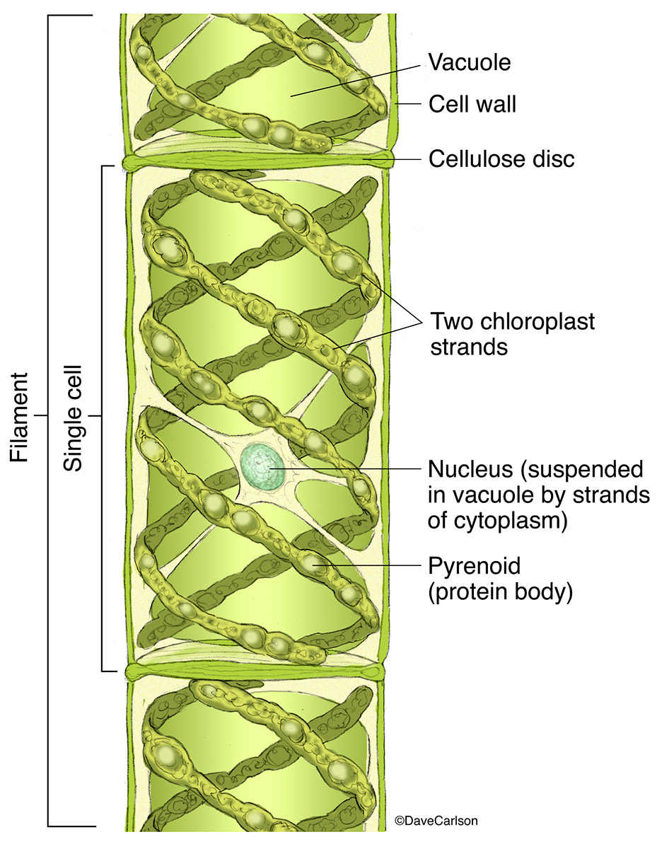 Illustration of a green algae also known as mermaid's tresses, water silk or blanket weed.