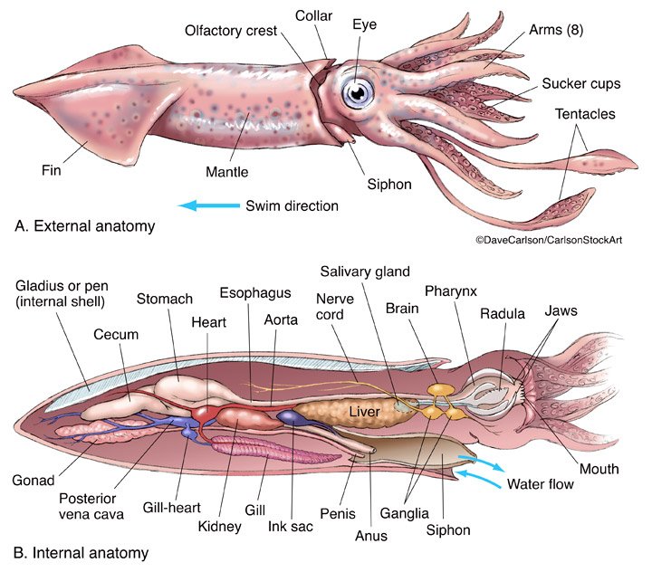 Illustration of the anatomy of a typical cephalopod.