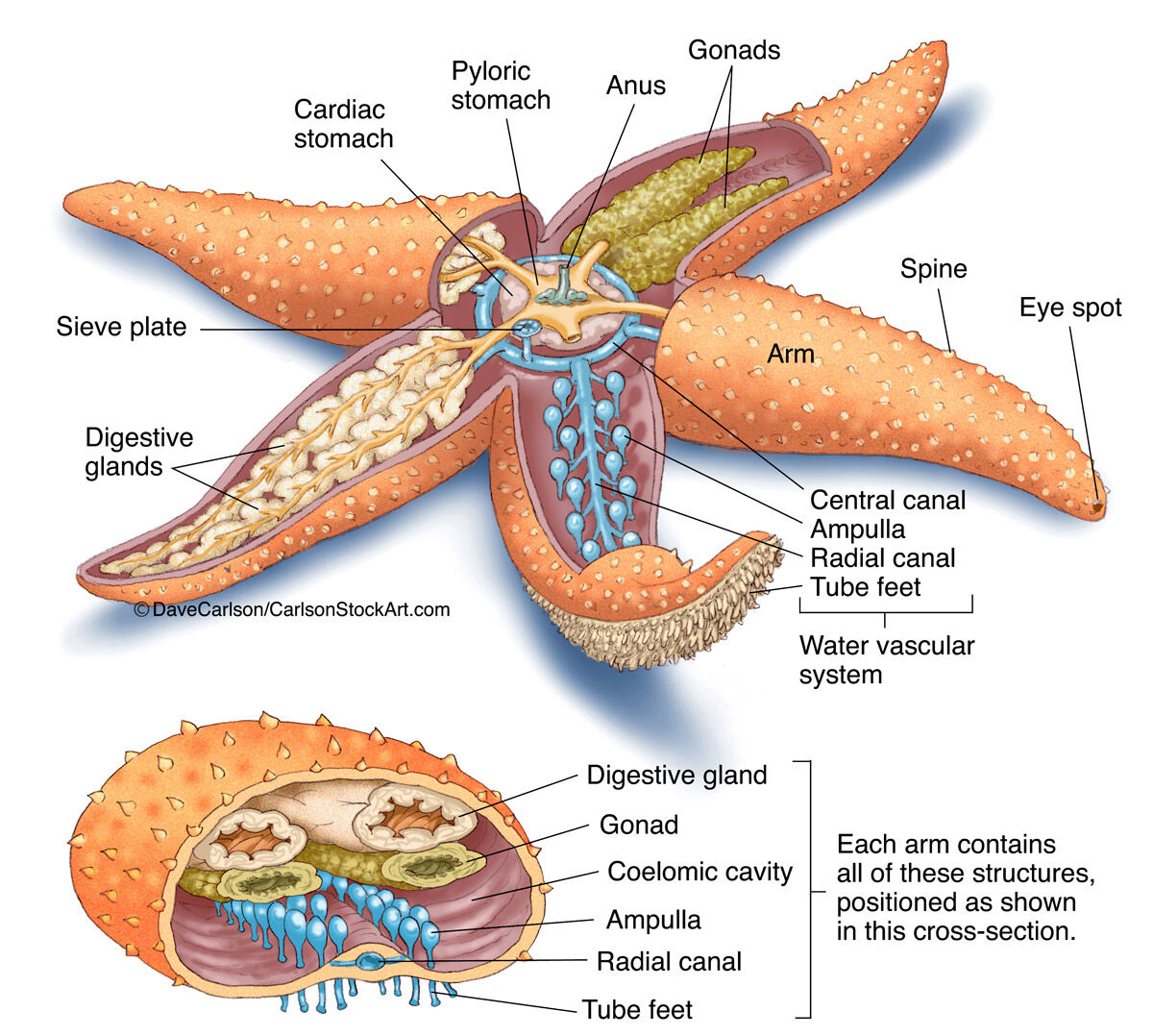 Illustration of the structure of a starfish (or sea star), an echinoderm closely related to sea urchins and sand dollars.