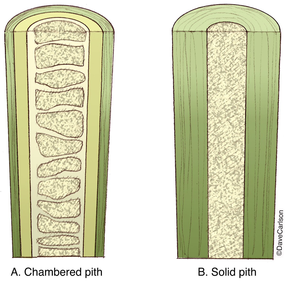 Illustration of the two types of plant stem pith.