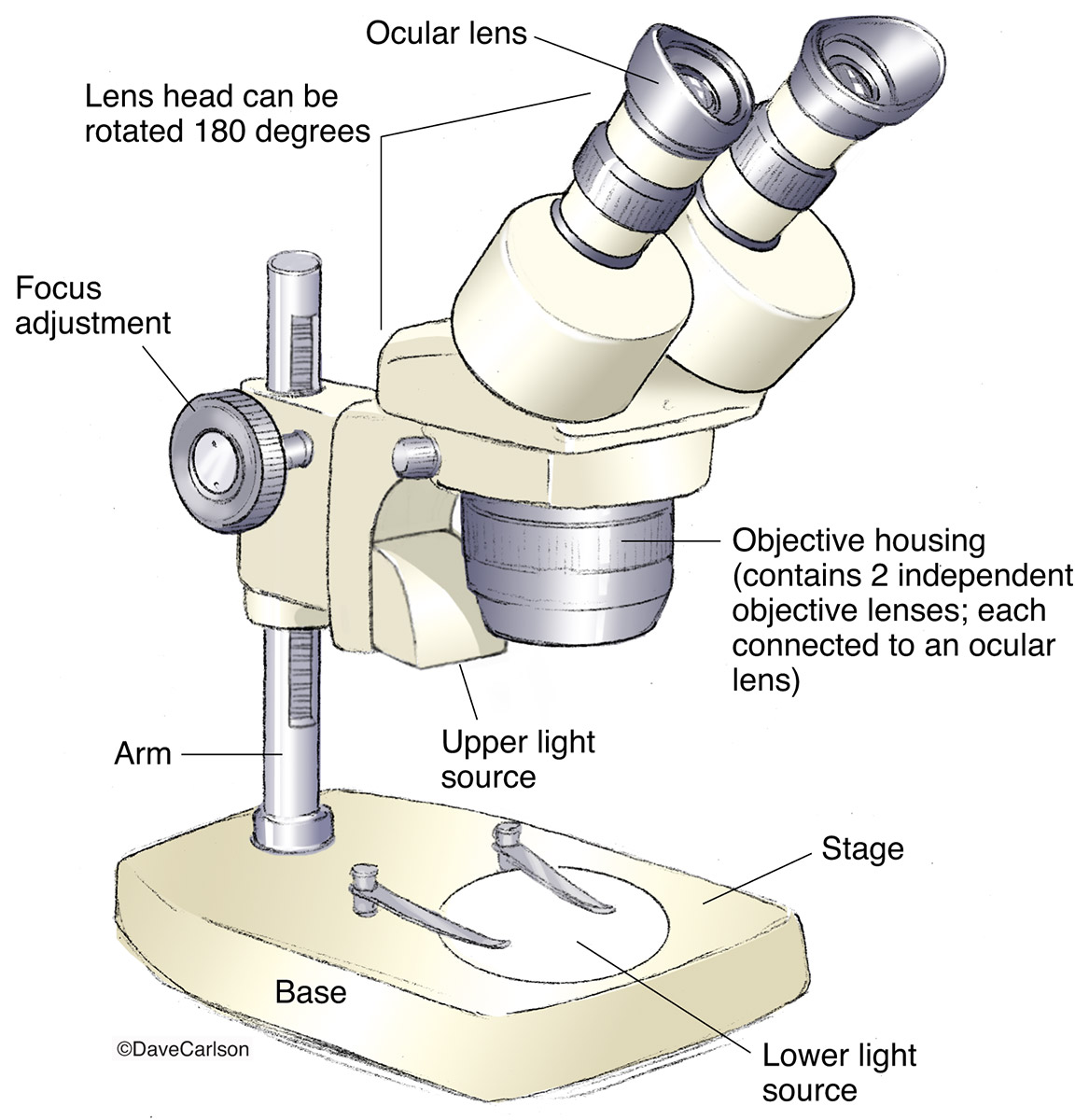 Illustration of a commonly used binocular stereoscope.