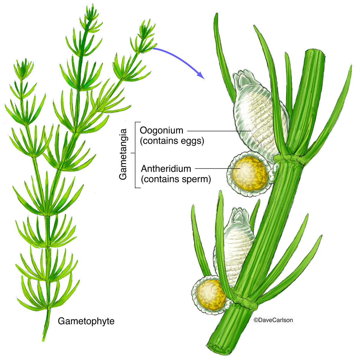 Illustration of a chara stonewort, a fresh water green algae.&nbsp;&nbsp;Chara is a genus of charophyte green algae in the family...