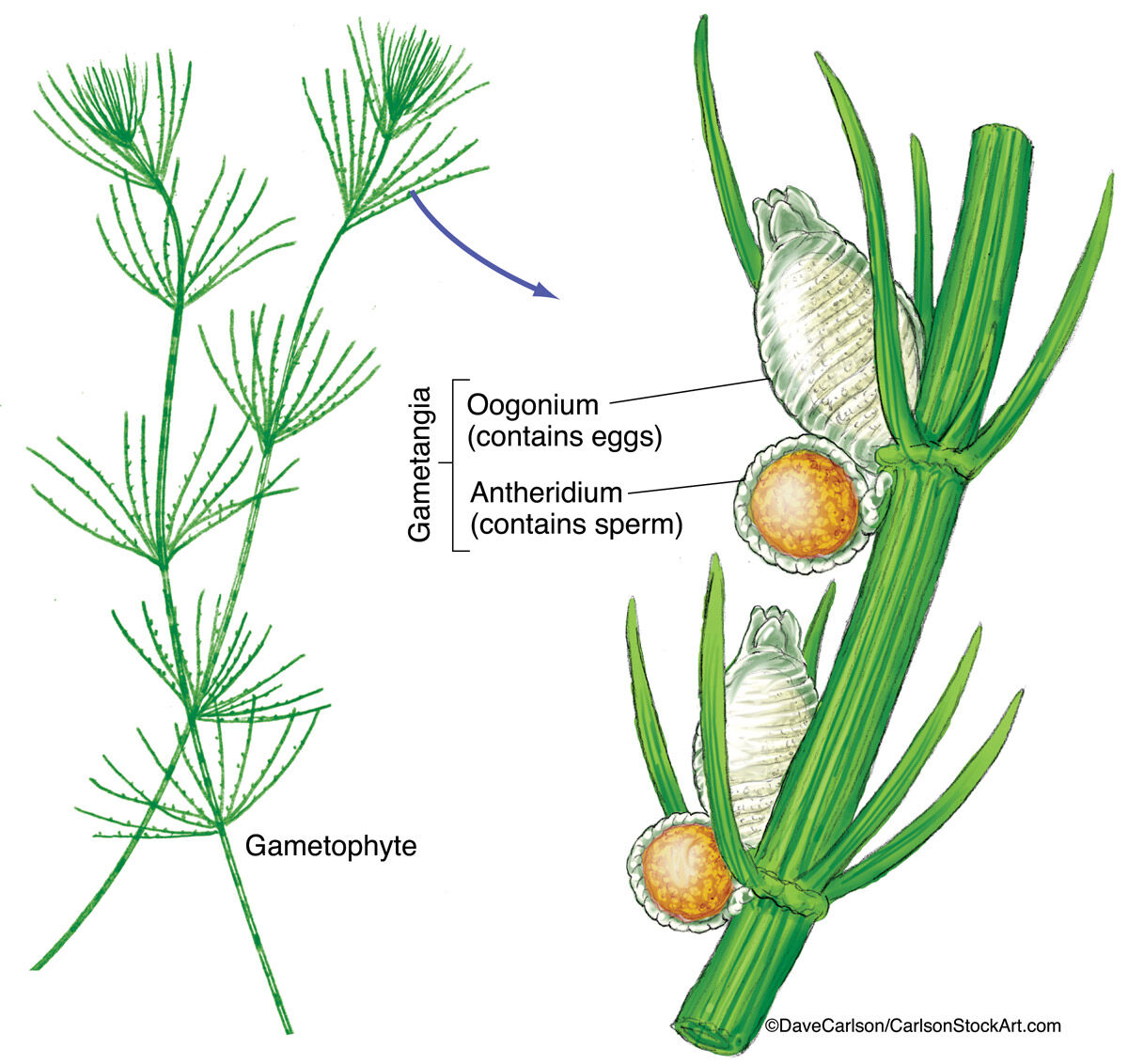 Illustration of chara stonewort (muskgrass), a fresh water green algae.  Chara is a genus of charophyte green algae in the family...