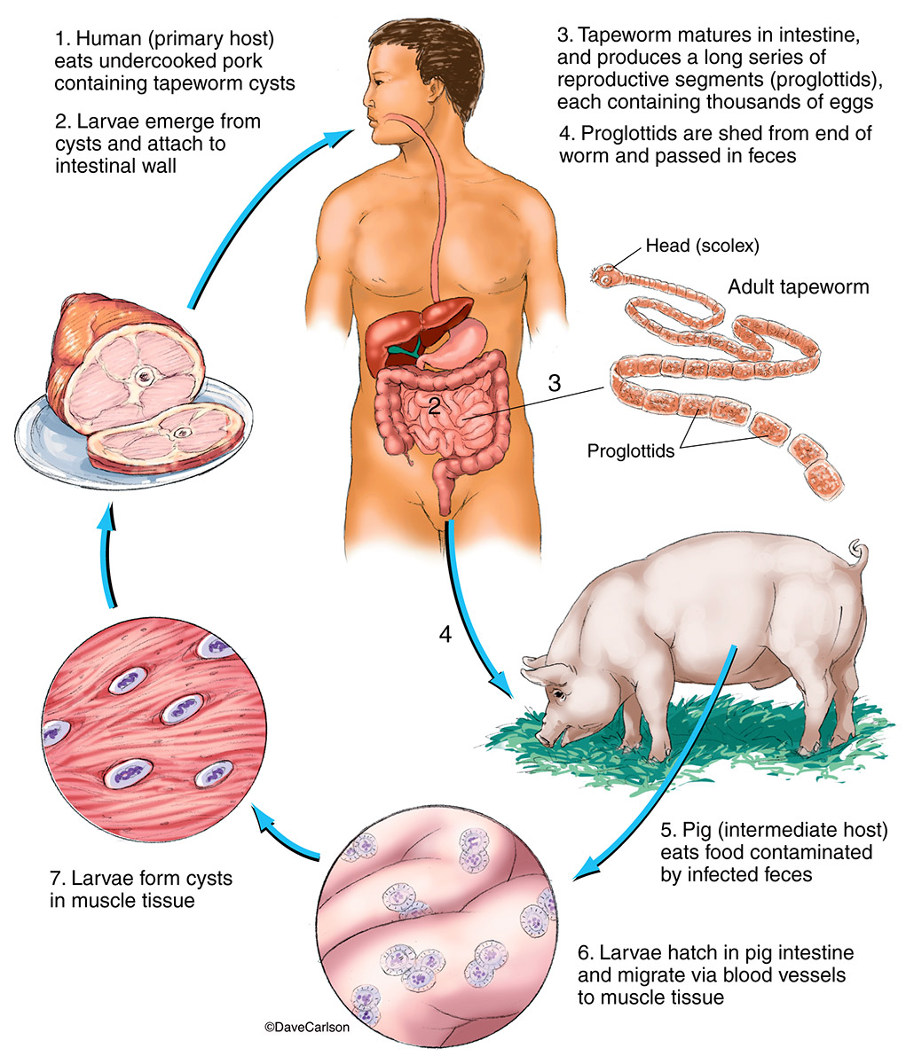 Illustration of the life cycle of a parasitic flatworm of the phylum&nbsp;Platyhelminthes.