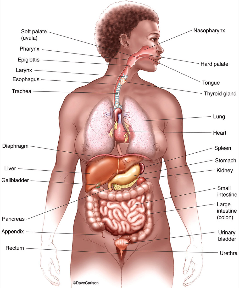 Internal Organs Of The Human Body Anatomical Chart