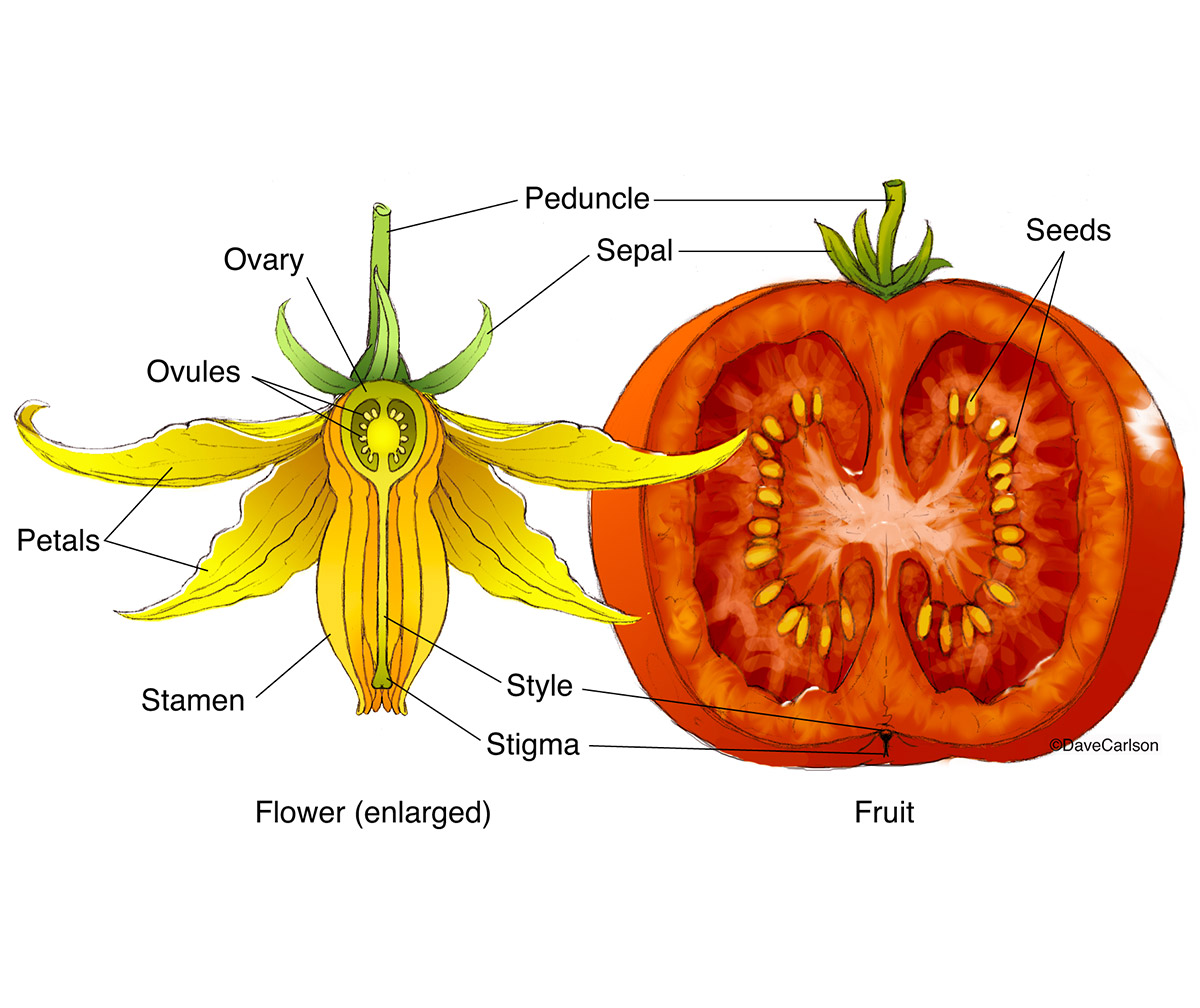 Illustration comparing a fertilized tomato flower with a mature tomato fruit.