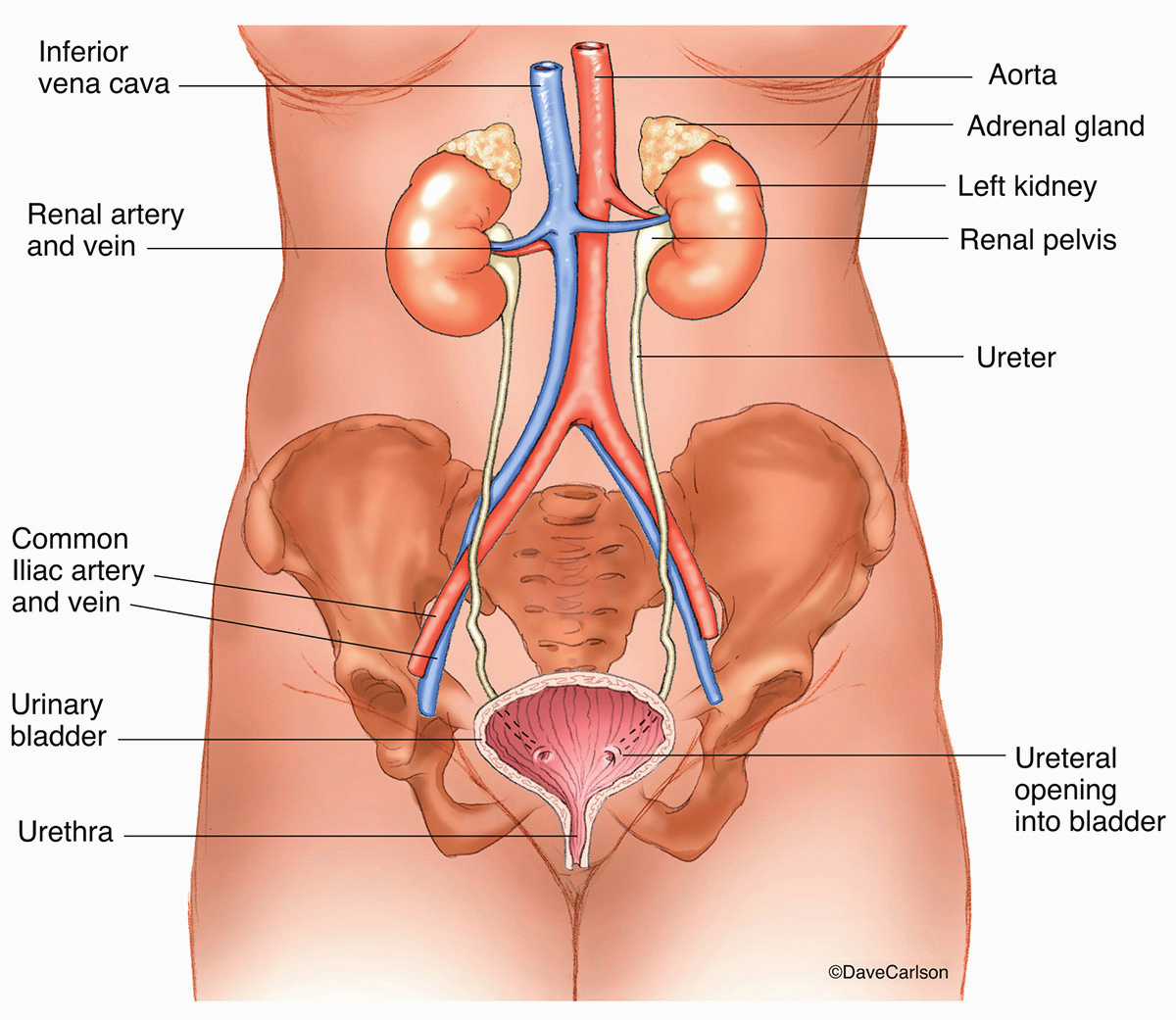 Illustration of the urinary system and its blood supply.