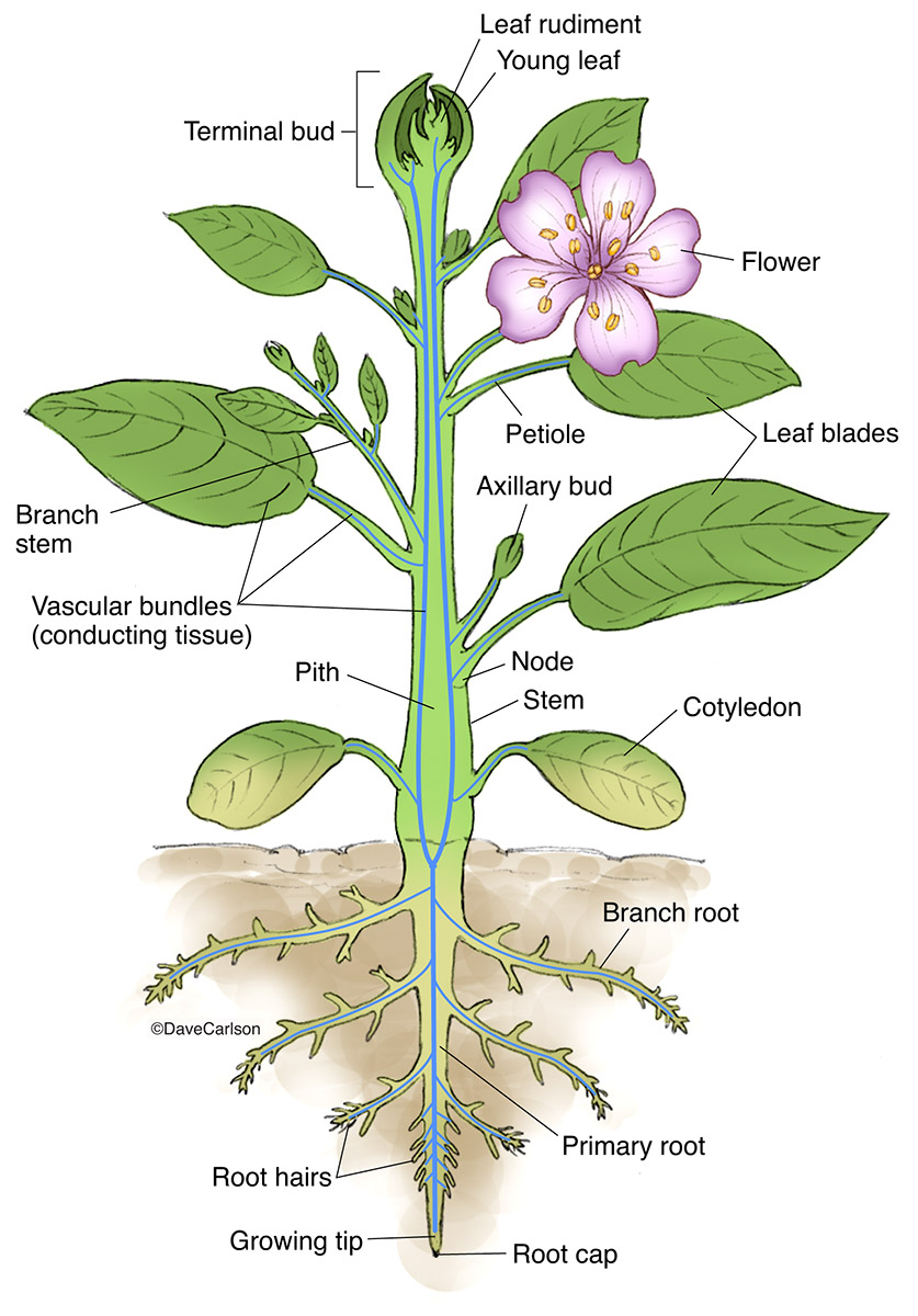 Illustration of the structure of a generalized vascular plant.