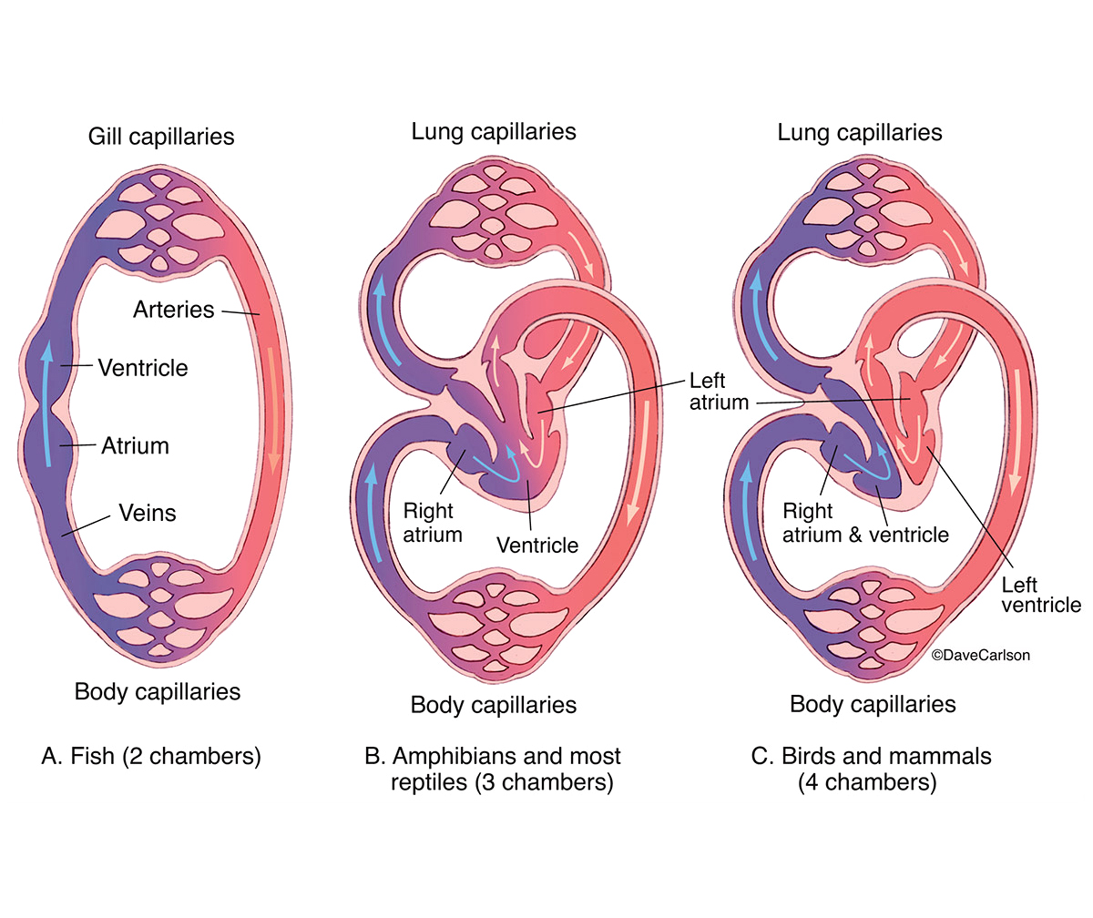 Illustration of the comparative blood circulation of vertebrates.