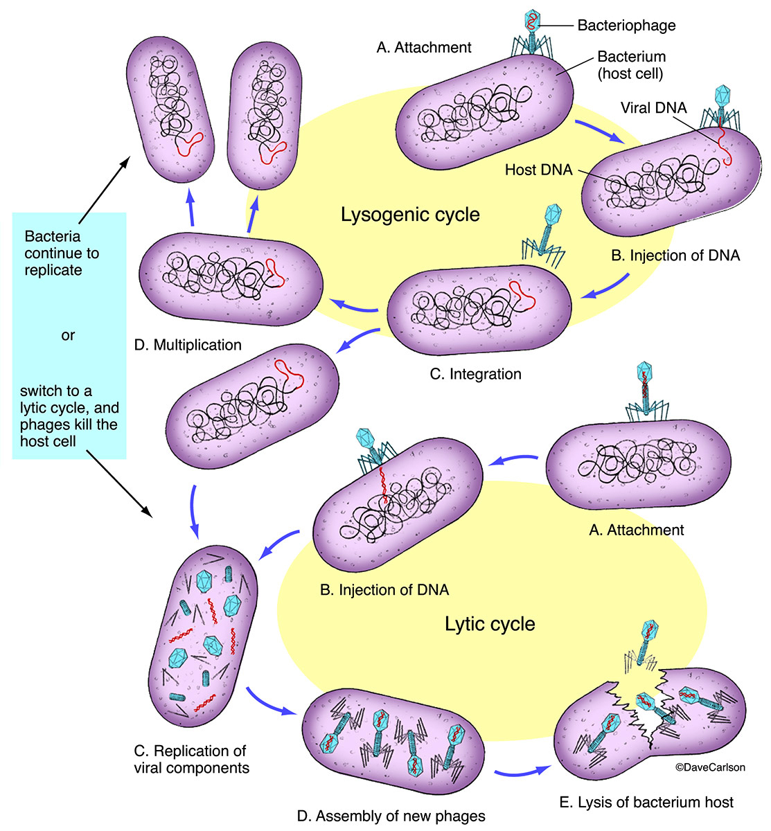 Цикл бактерии. Virus Life Cycle. Вирусы и бактерии. Модель-аппликация "жизненный цикл вируса". Микробиология и биохимия.