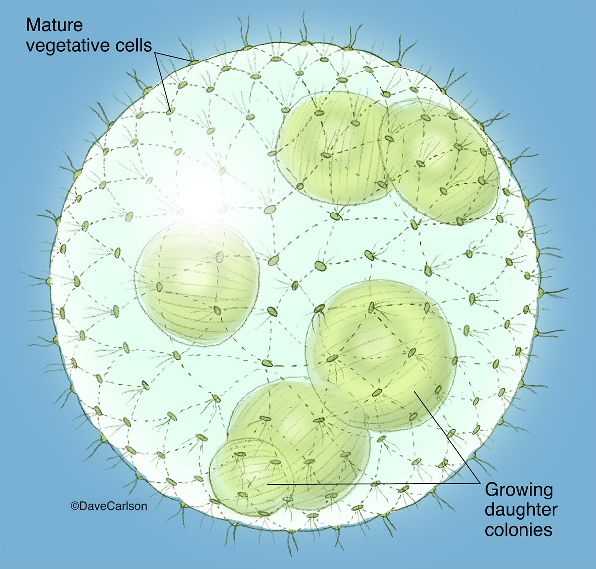 Illustration of a volvox colony, also known as globe algae.