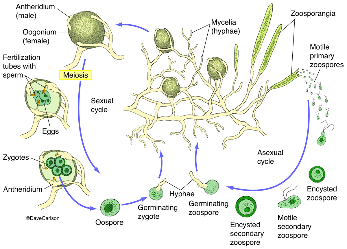 Water Mold - Oomycetes | Carlson Stock Art