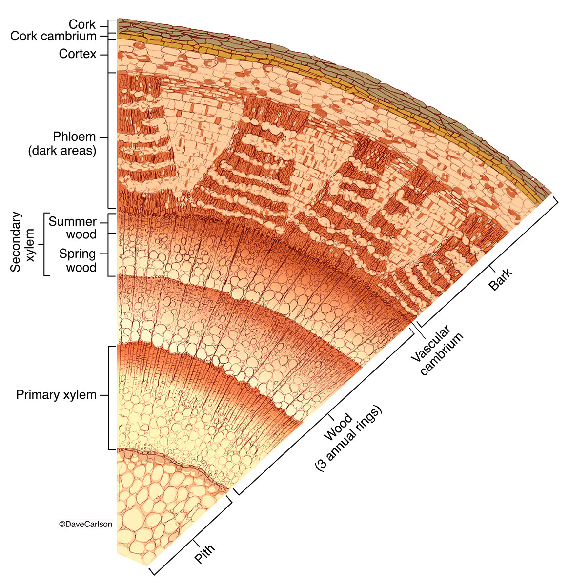 Illustration of a cross section of a generalized, woody dicot stem.